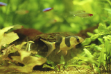 cicciobomba
